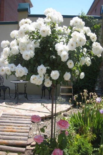 Троянда поліантова на штамбі Свані (біла) | English rose on the shtamb  Swany | Роза полиантовая на штамбе Свани (белая)